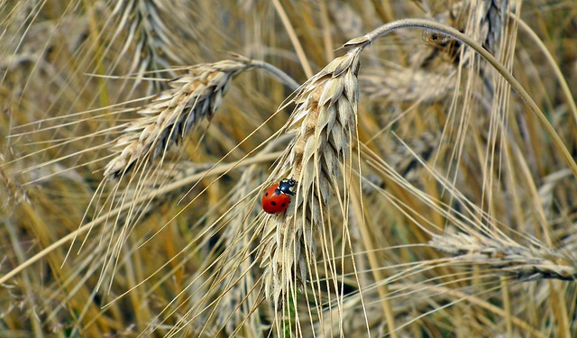 Zabiegi herbicydowe w kukurydzy: skuteczne metody