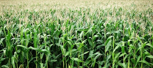 KLAPTON 33 WG – precyzyjne rozwiązanie w regulacji wzrostu zbóż